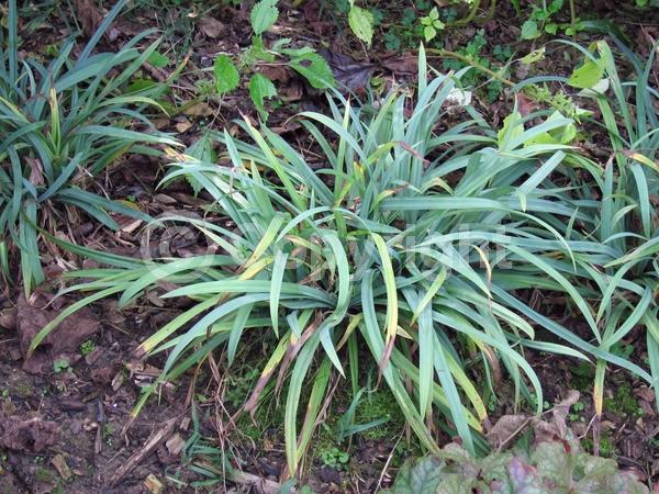 Evergreen; North American Native