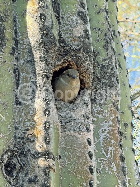 White blooms; North American Native