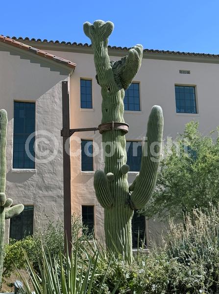 White blooms; North American Native