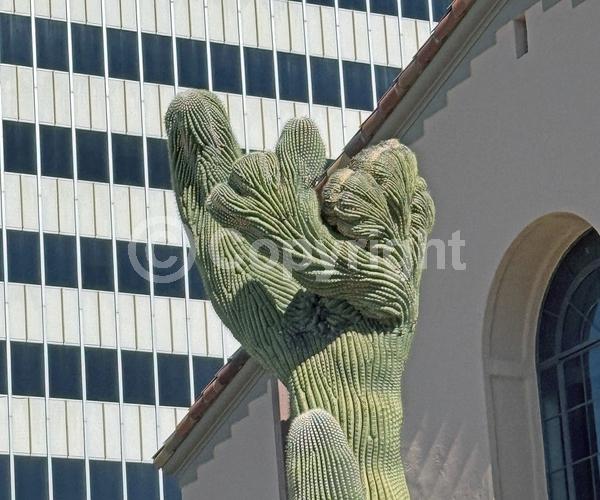 White blooms; North American Native