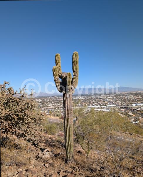 White blooms; North American Native