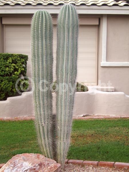 White blooms; North American Native