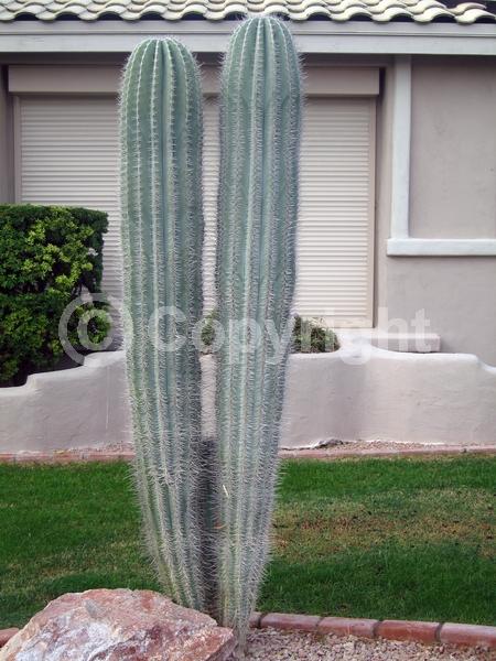 White blooms; North American Native