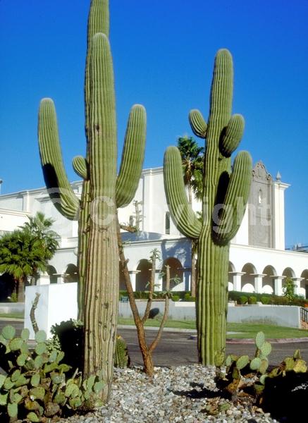 White blooms; North American Native