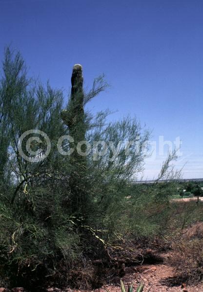 White blooms; North American Native