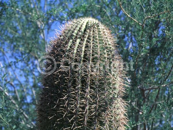 White blooms; North American Native