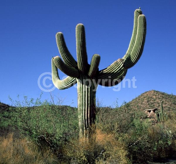 White blooms; North American Native