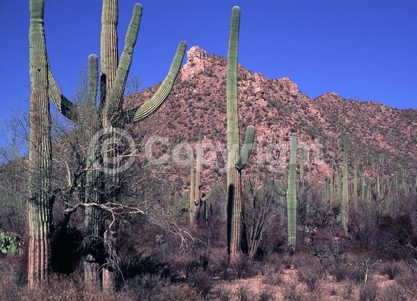 White blooms; North American Native