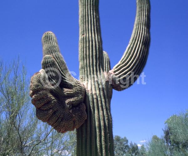 White blooms; North American Native