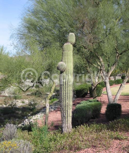 White blooms; North American Native