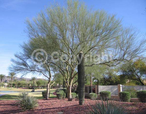White blooms; North American Native
