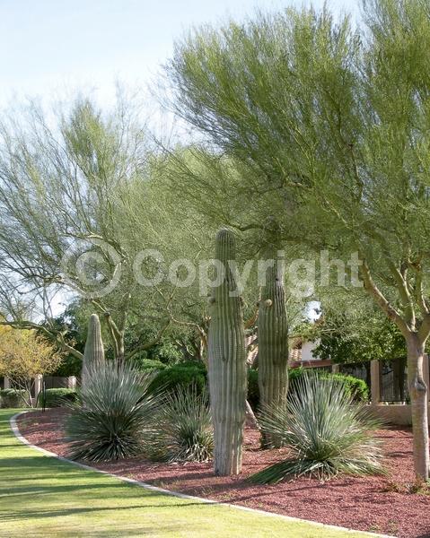 White blooms; North American Native