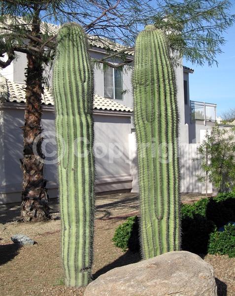White blooms; North American Native