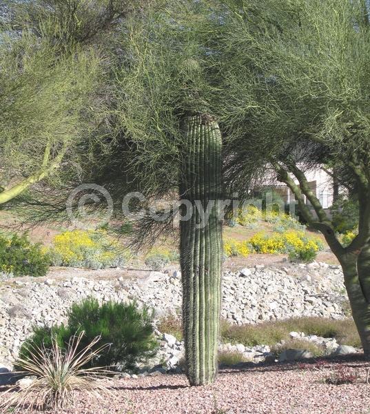 White blooms; North American Native