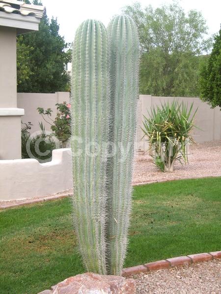White blooms; North American Native
