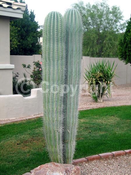 White blooms; North American Native
