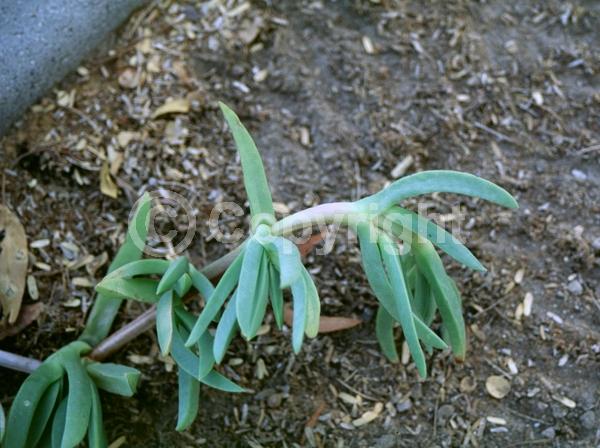 Lavender blooms; Evergreen; Needles or needle-like leaf