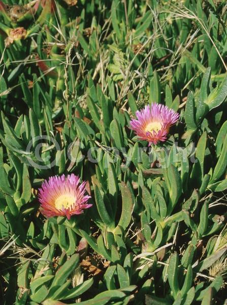 Lavender blooms; Evergreen; Needles or needle-like leaf