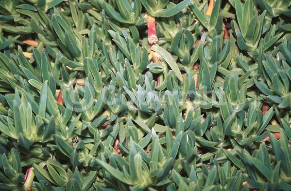 Lavender blooms; Evergreen; Needles or needle-like leaf