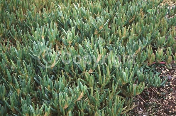 Lavender blooms; Evergreen; Needles or needle-like leaf