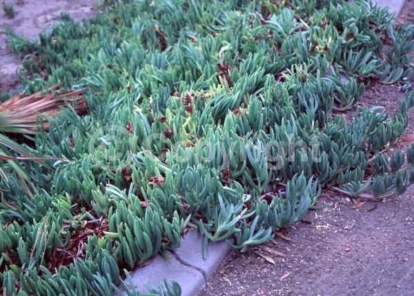 Lavender blooms; Evergreen; Needles or needle-like leaf