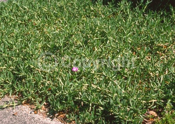 Yellow blooms; Evergreen; Needles or needle-like leaf