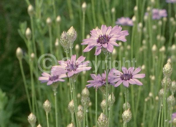 Blue blooms; Lavender blooms; Deciduous; Broadleaf