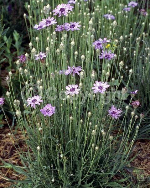 Blue blooms; Lavender blooms; Deciduous; Broadleaf