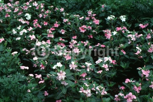 Pink blooms; Deciduous