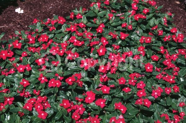 Pink blooms; Deciduous
