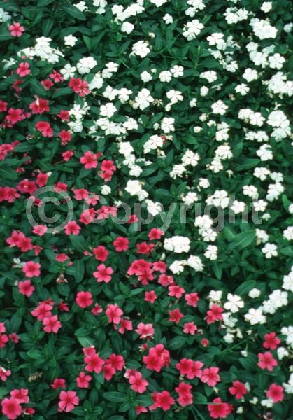 Pink blooms; Deciduous