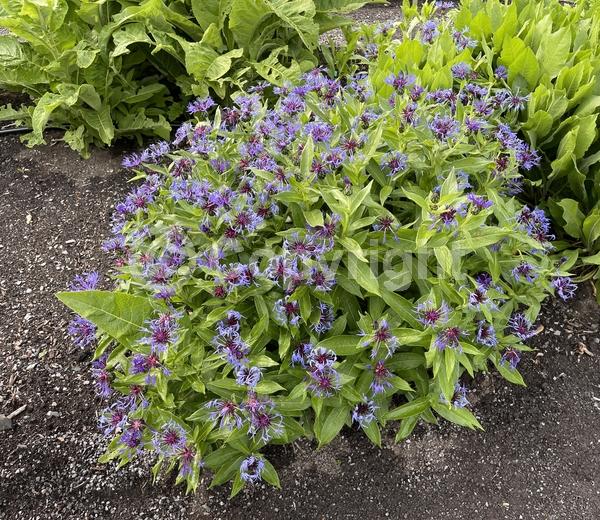 Blue blooms; Deciduous; Broadleaf