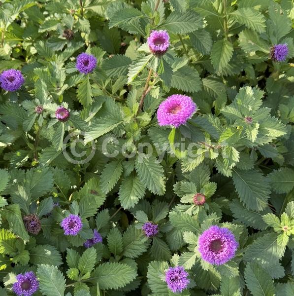 Blue blooms; Lavender blooms; Deciduous; Broadleaf