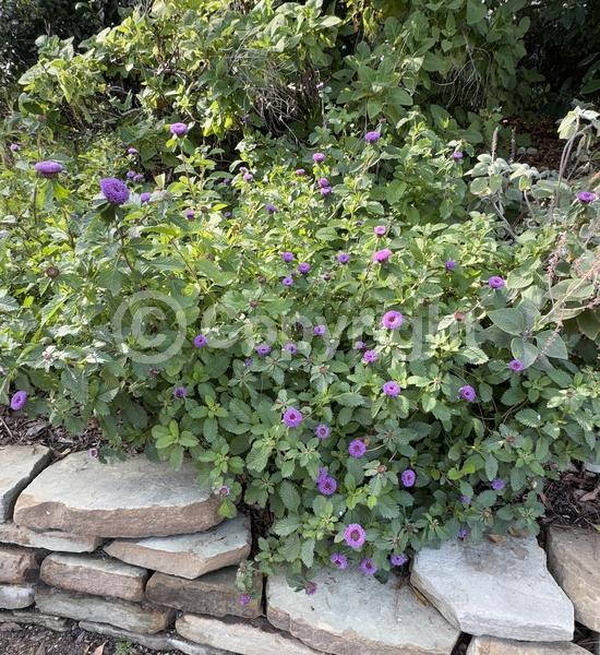 Blue blooms; Lavender blooms; Deciduous; Broadleaf