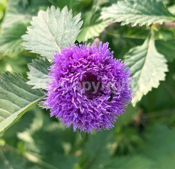 Blue blooms; Lavender blooms; Deciduous; Broadleaf