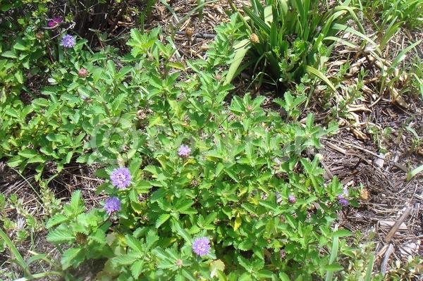 Blue blooms; Lavender blooms; Deciduous; Broadleaf