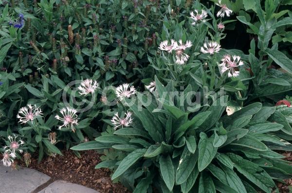 White blooms; Deciduous; Broadleaf