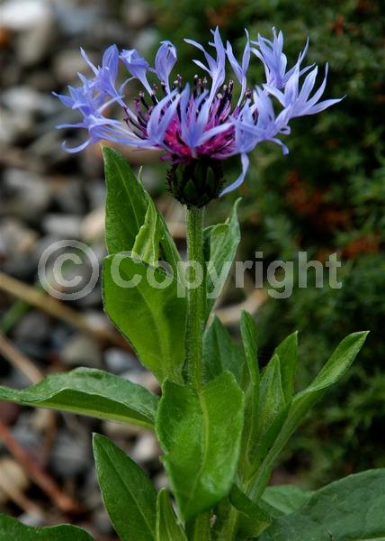 Blue blooms; Deciduous; Broadleaf