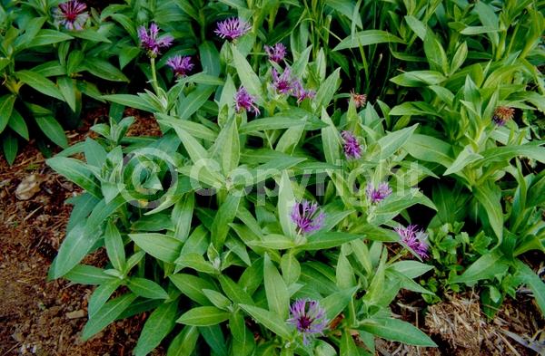 Blue blooms; Deciduous; Broadleaf