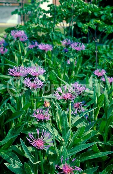 Blue blooms; Deciduous; Broadleaf