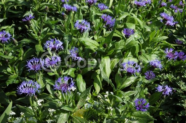 Blue blooms; Deciduous; Broadleaf