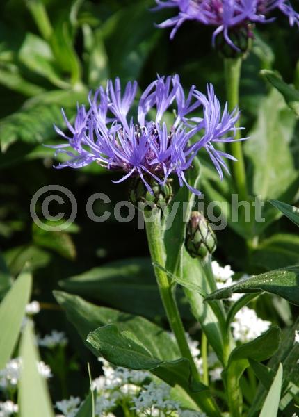 Blue blooms; Deciduous; Broadleaf