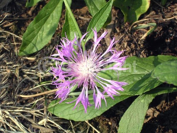 Blue blooms; Deciduous; Broadleaf