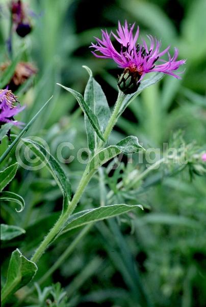 Blue blooms; Deciduous; Broadleaf
