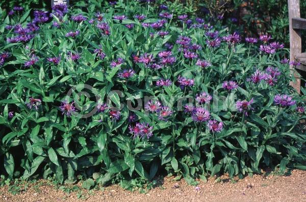 Blue blooms; Deciduous; Broadleaf