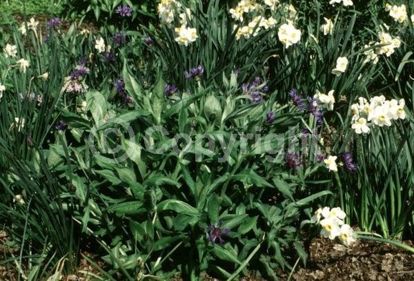 Blue blooms; Deciduous; Broadleaf
