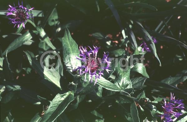 Blue blooms; Deciduous; Broadleaf