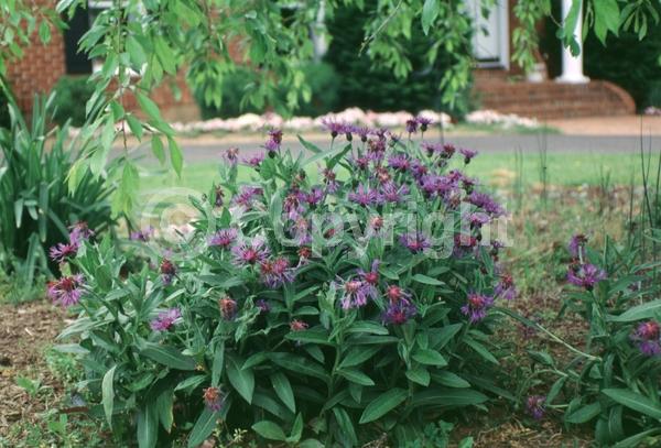 Blue blooms; Deciduous; Broadleaf