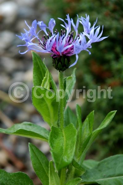 Blue blooms; Deciduous; Broadleaf