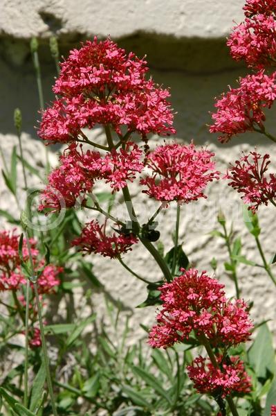 Red blooms; White blooms; Pink blooms